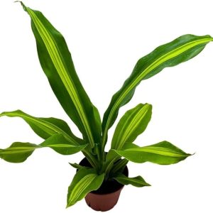 Dracaena Fragrans