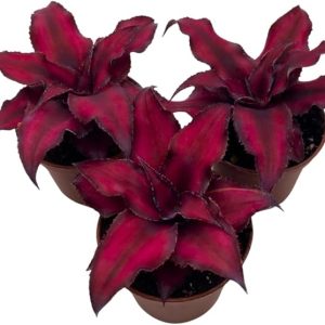 Cryptanthus Bivittatus