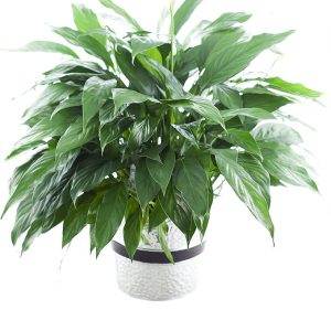 Large Purifying Peace Lily in 6" Pot - Gift for Birthday, Sympathy, Anniversary, Get Well, Thank You, Valentine, Mother’s Day Fresh Flowers
